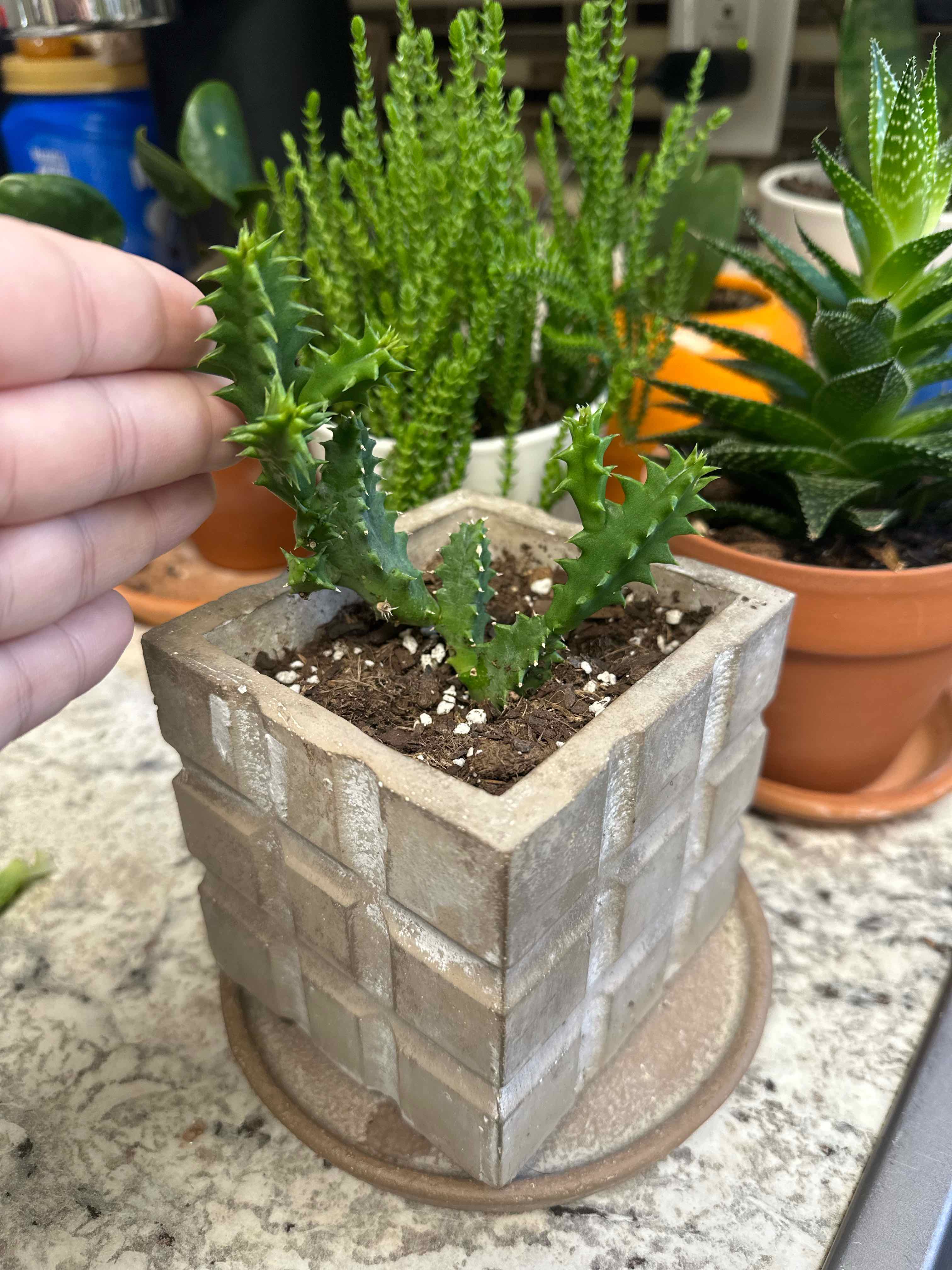 Lifesaver Cactus in a square pot with a hand touching it. Other plants are visible in the background.