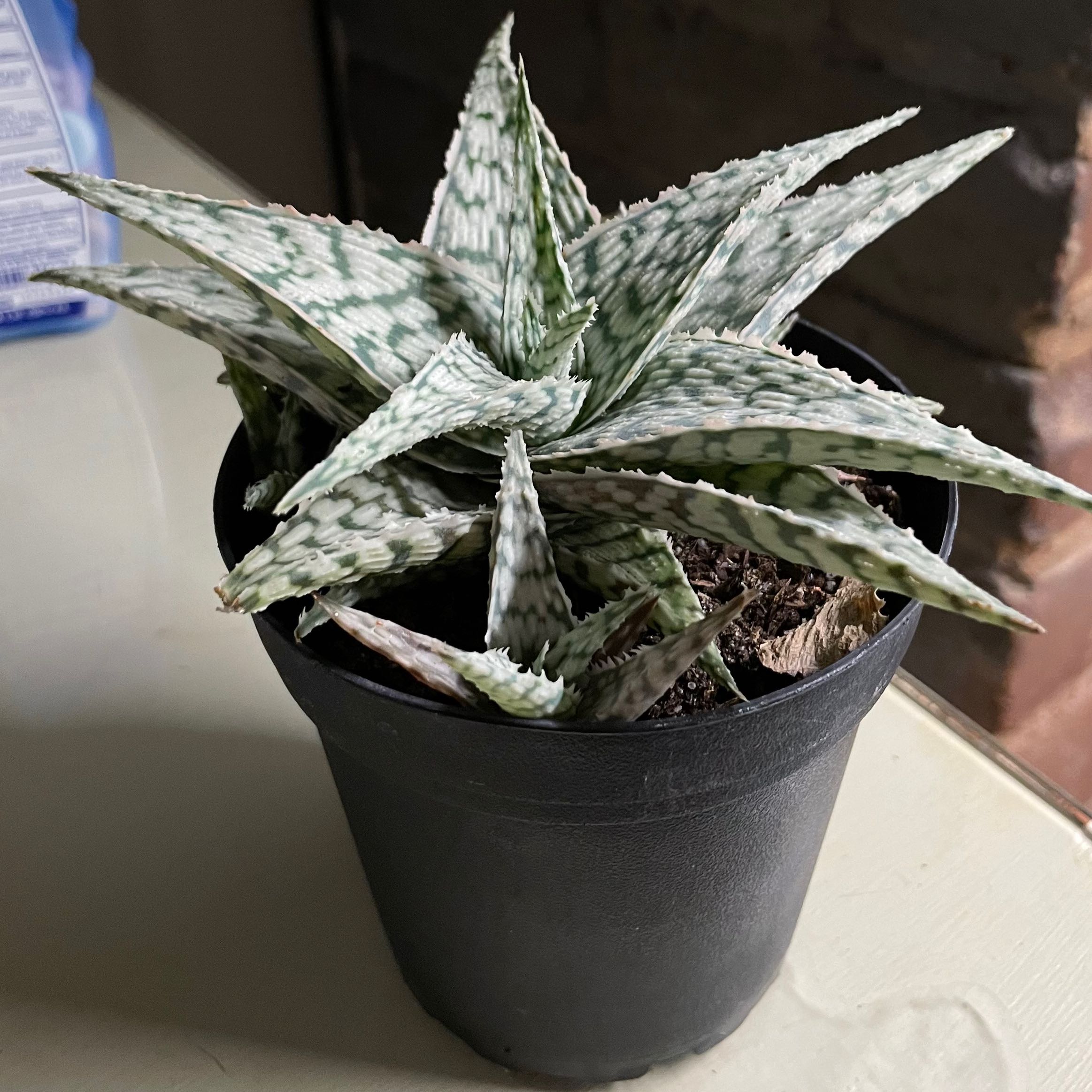 Photo of the plant species Aloe 'Doran Black' by @MisfitPlantCo named Doran Black Aloe on Greg, the plant care app