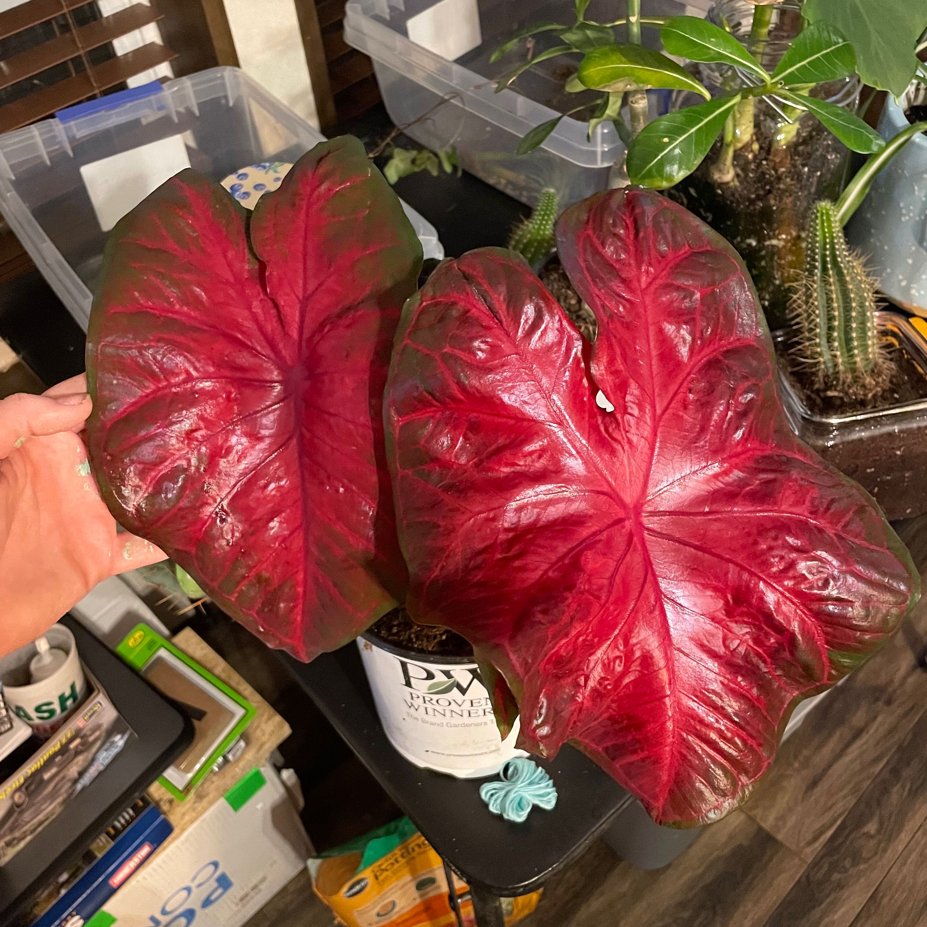 Caladium Hot Flash