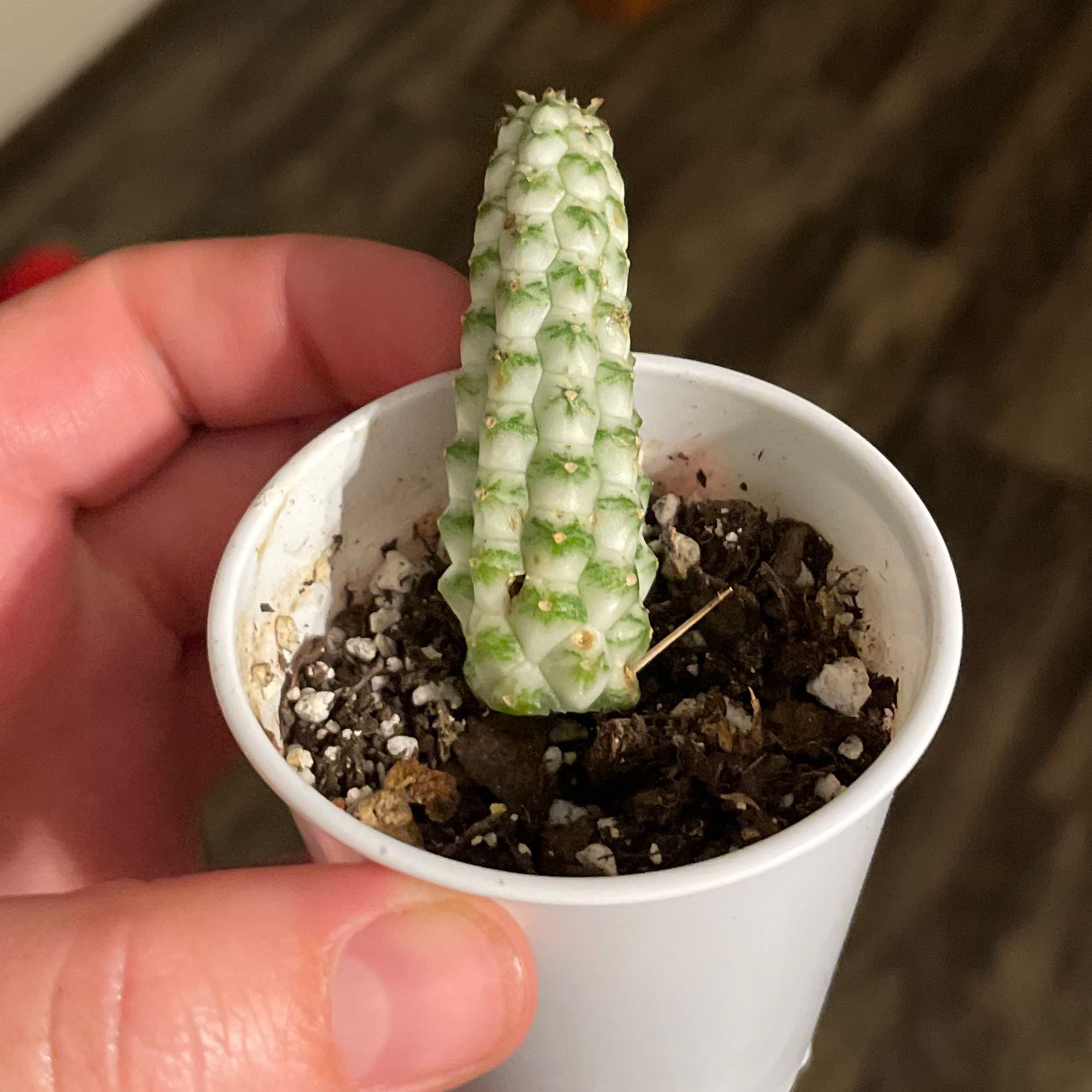 Variegated Corncob Cactus in a small white pot held by a hand.