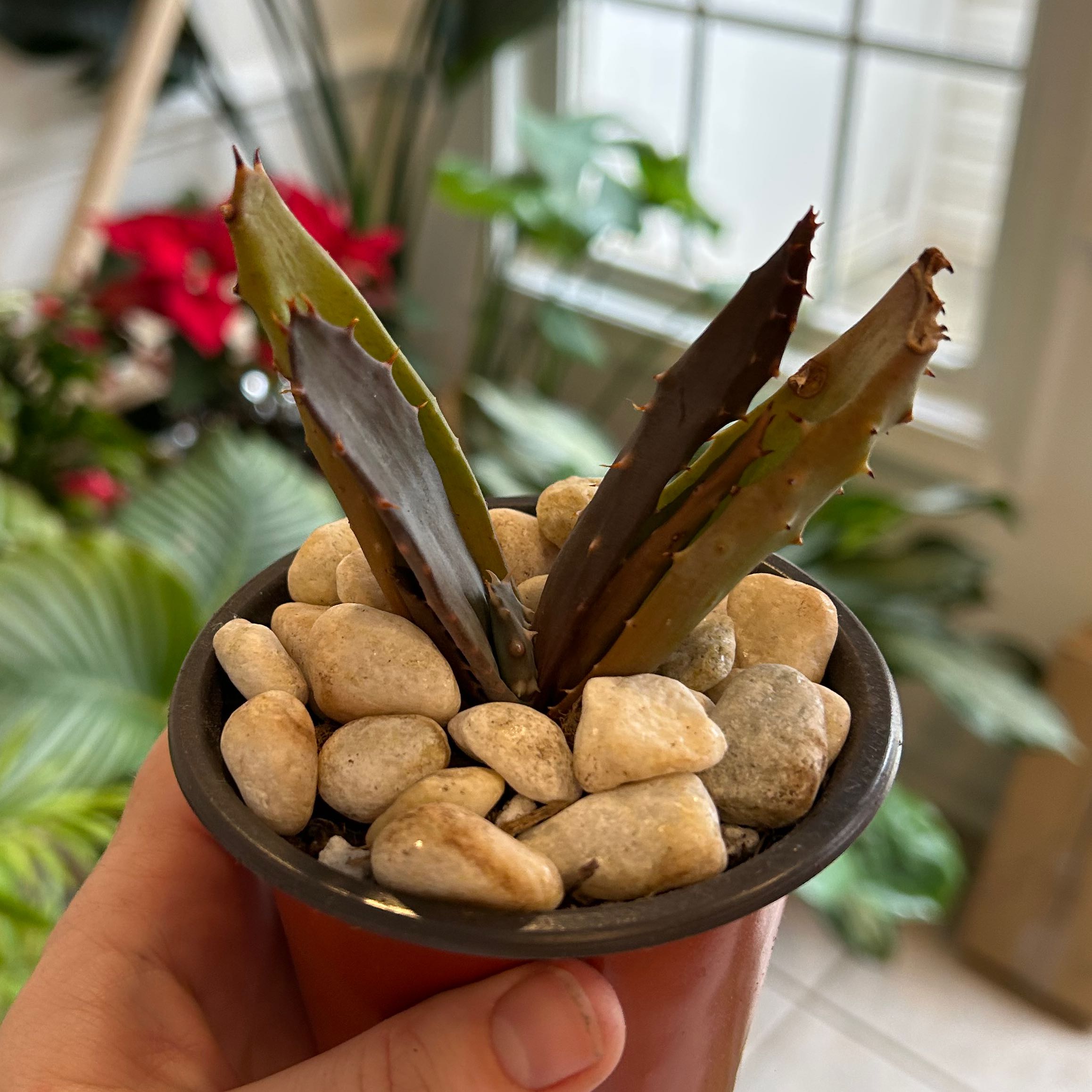 Cape Aloe plant in a pot with pebbles, showing browning and black spots on leaves.