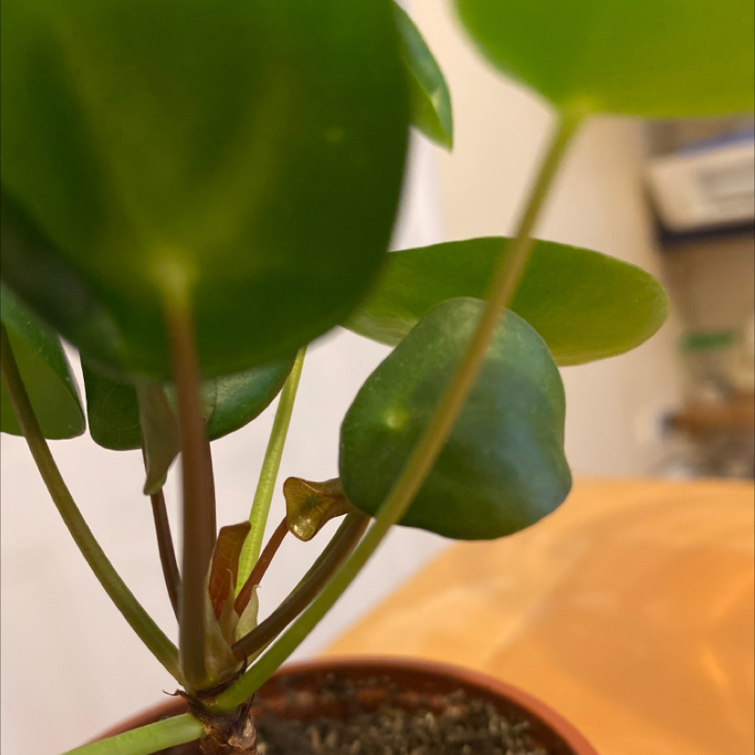 Pilea