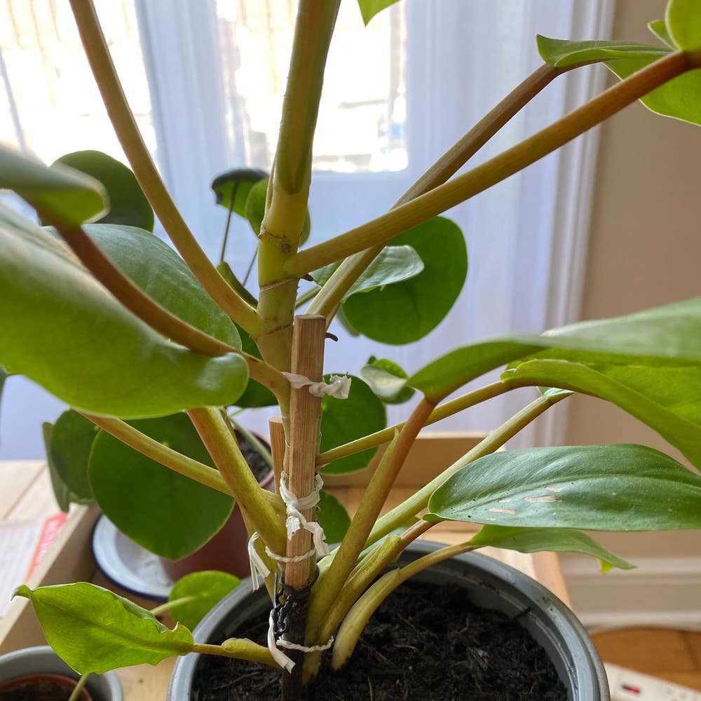 How Do I Propagate My Philodendron 'Malay Gold'?
