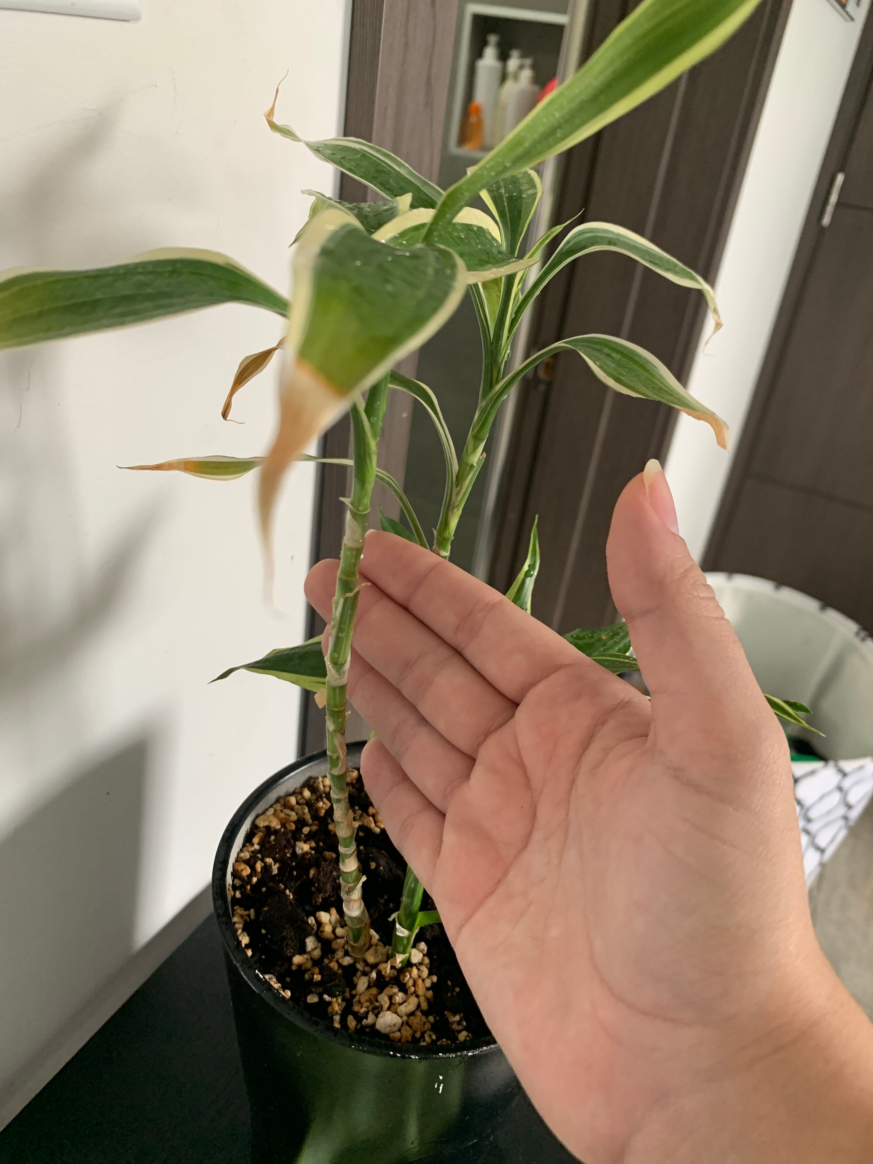 Song of India Plant Care: Water, Light, Nutrients | Greg App 🌱