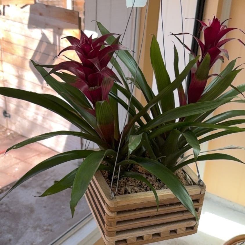 Photo of the plant species Red Bromeliad by @RefinedDill named Kesha on Greg, the plant care app
