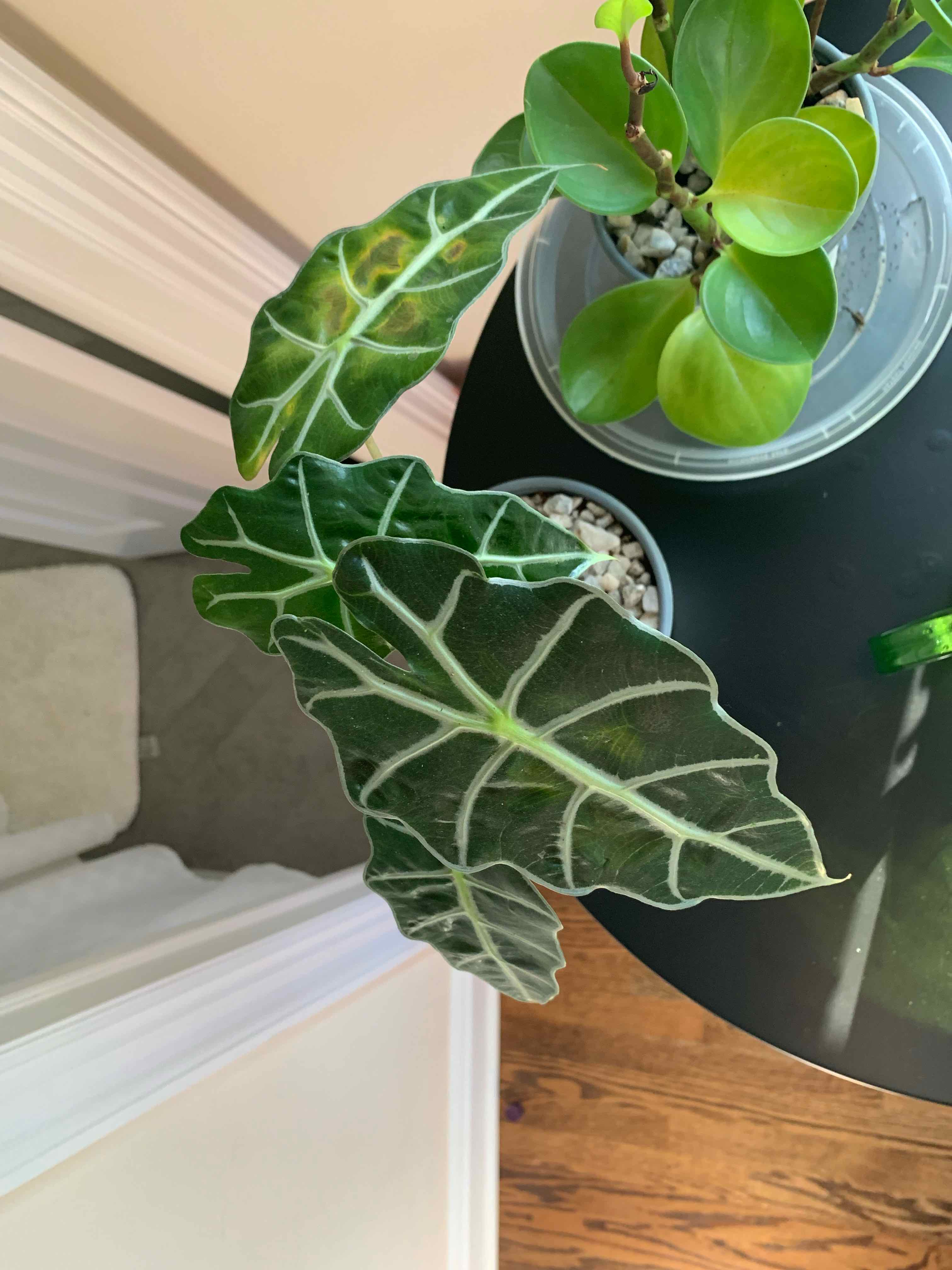 Alocasia Amazonica 'Polly' plant with dark green leaves and white veins, another plant in the background.