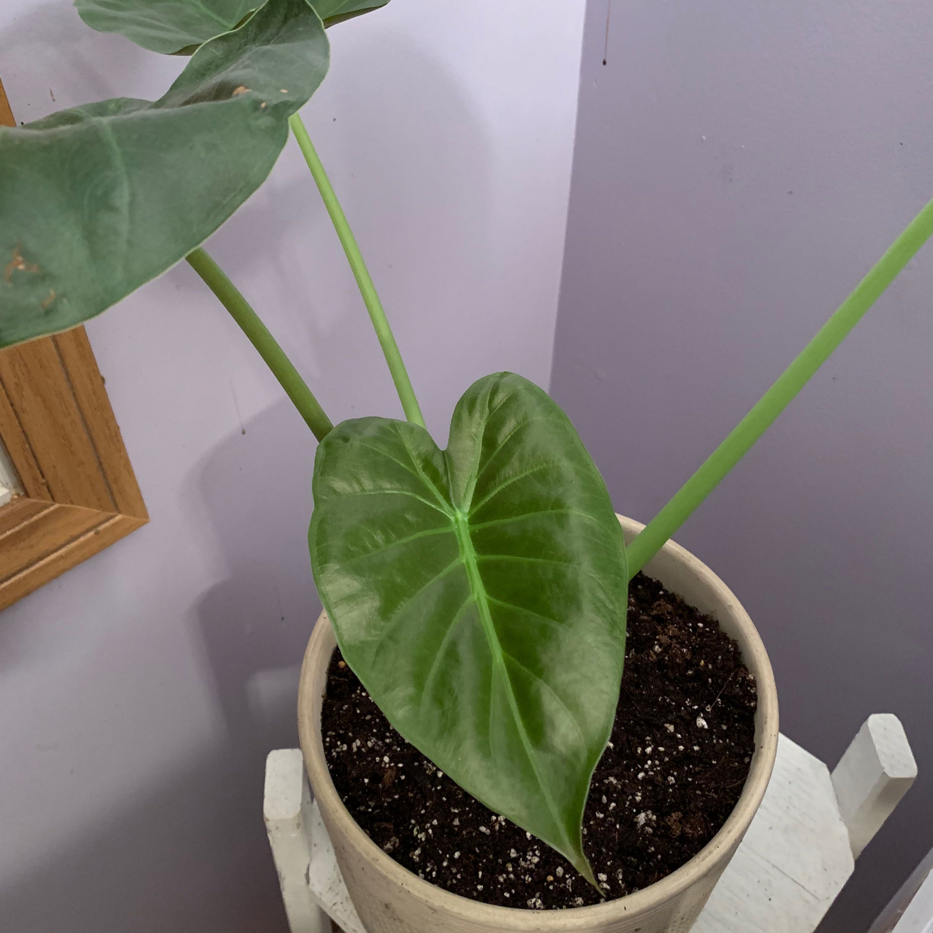 Potted New Guinea Shield plant with large, glossy, heart-shaped leaves.
