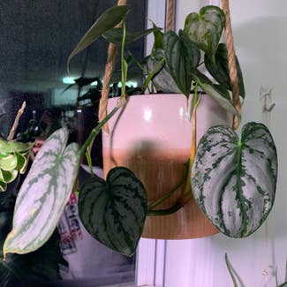 Silver Leaf Philodendron plant in Somewhere on Earth
