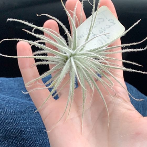 Photo of the plant species Snowball Air Plant by @graceolivialee named (air) Snowball on Greg, the plant care app