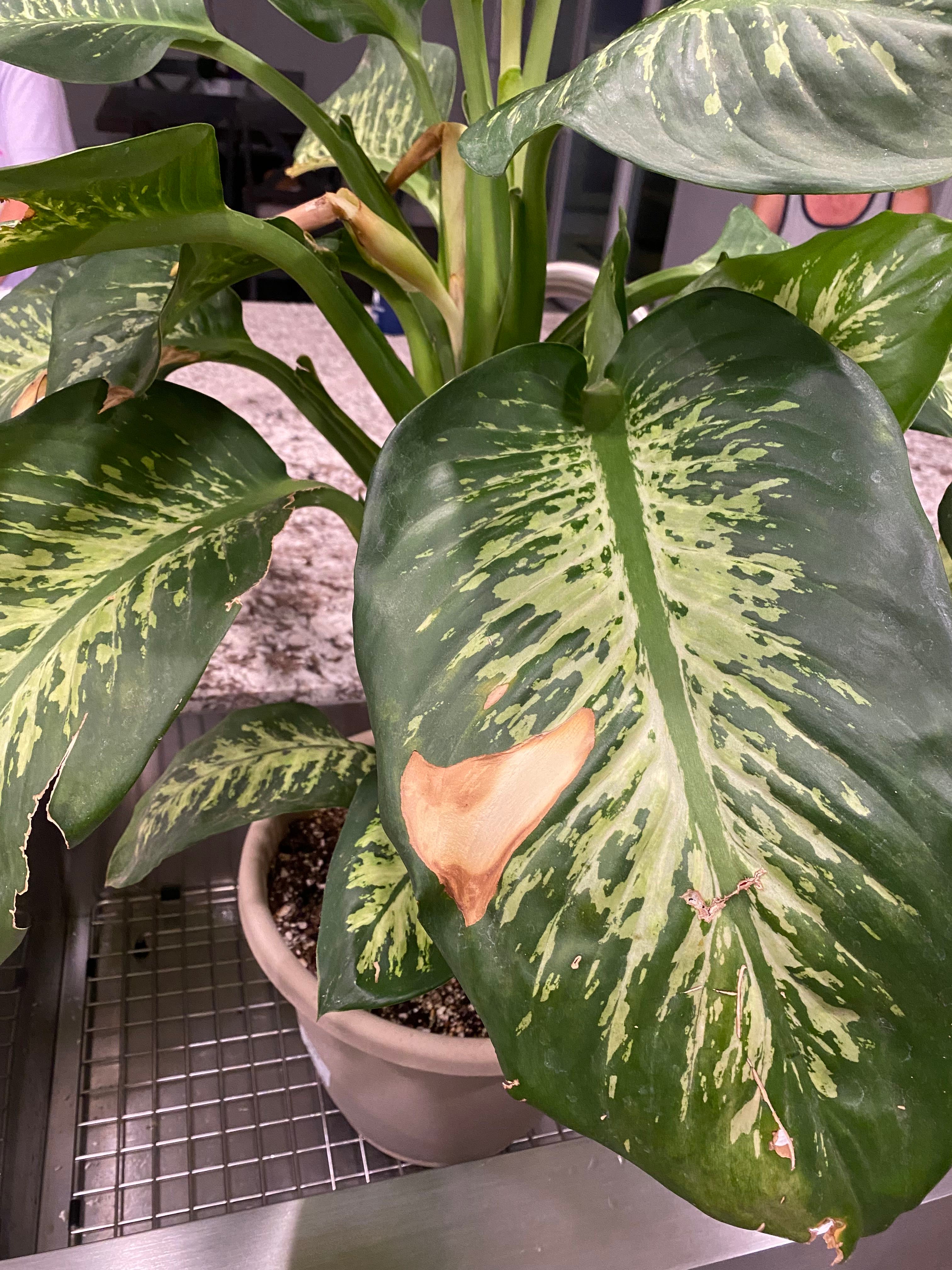 Why does my dieffenbachia have yellow spots? Also some of...