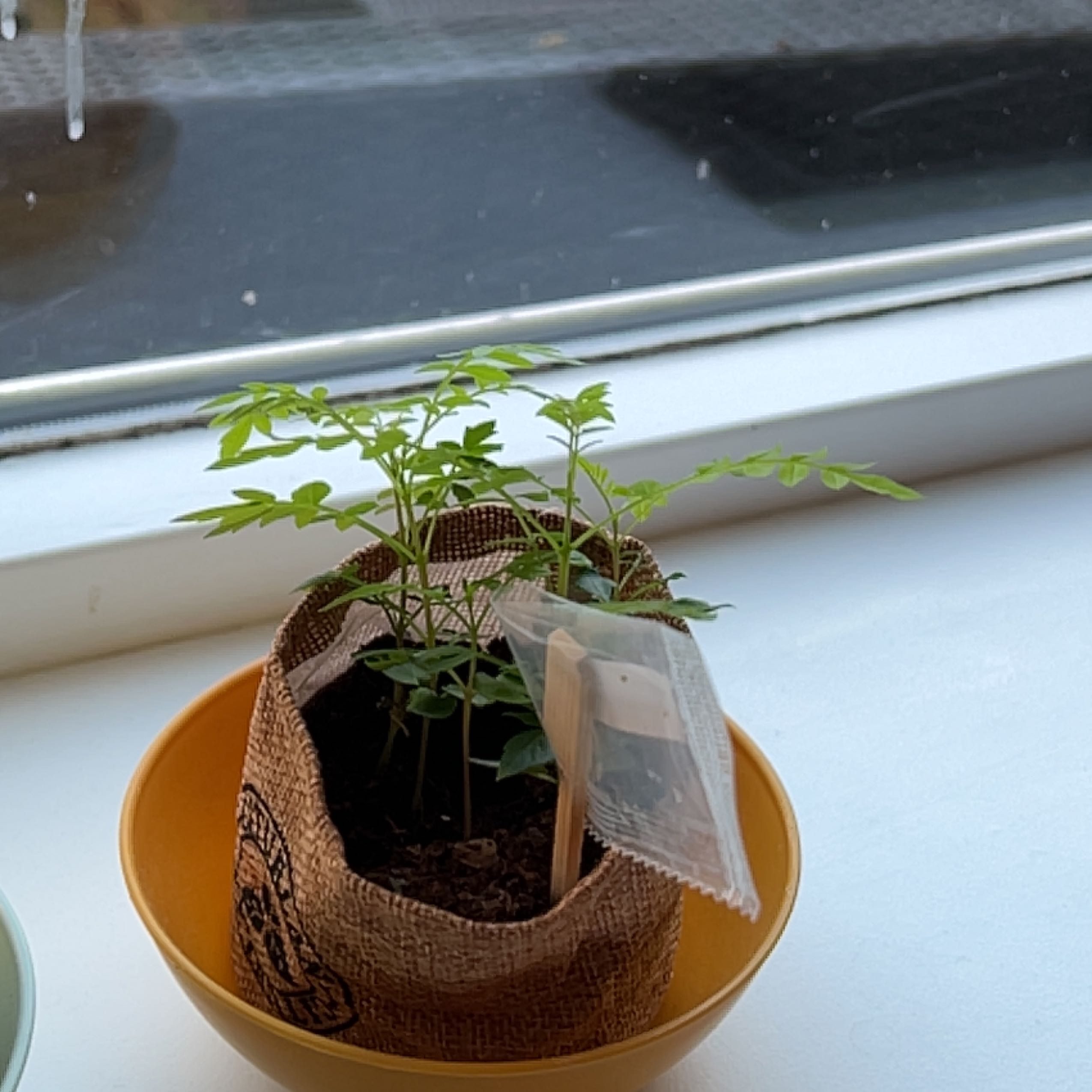 Photo of the plant species Jacaranda mimosifolia by @FoxyCentella named Drake on Greg, the plant care app