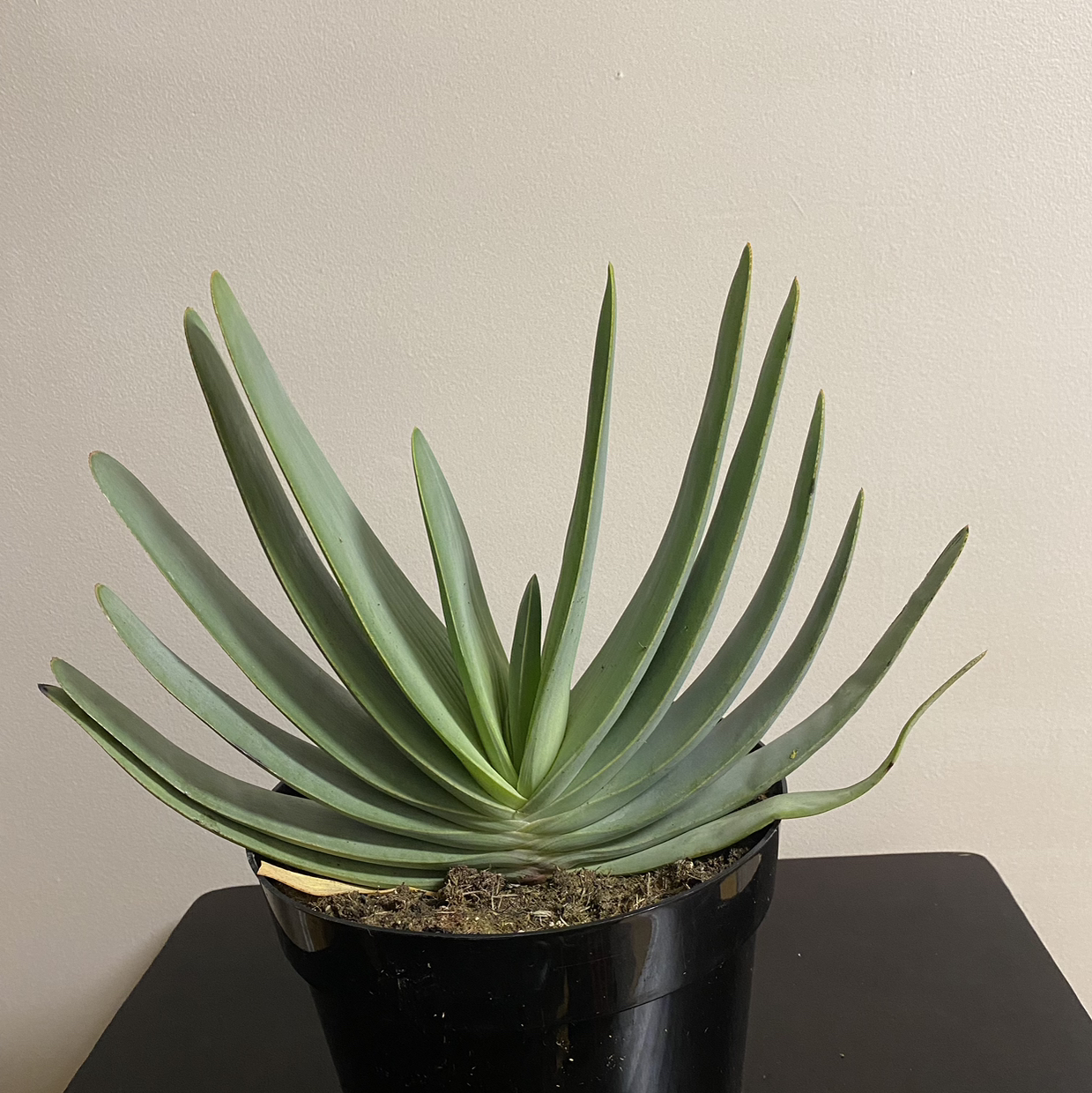 Photo of the plant species Kumara plicatilis by @LadyAnise named Sage on Greg, the plant care app