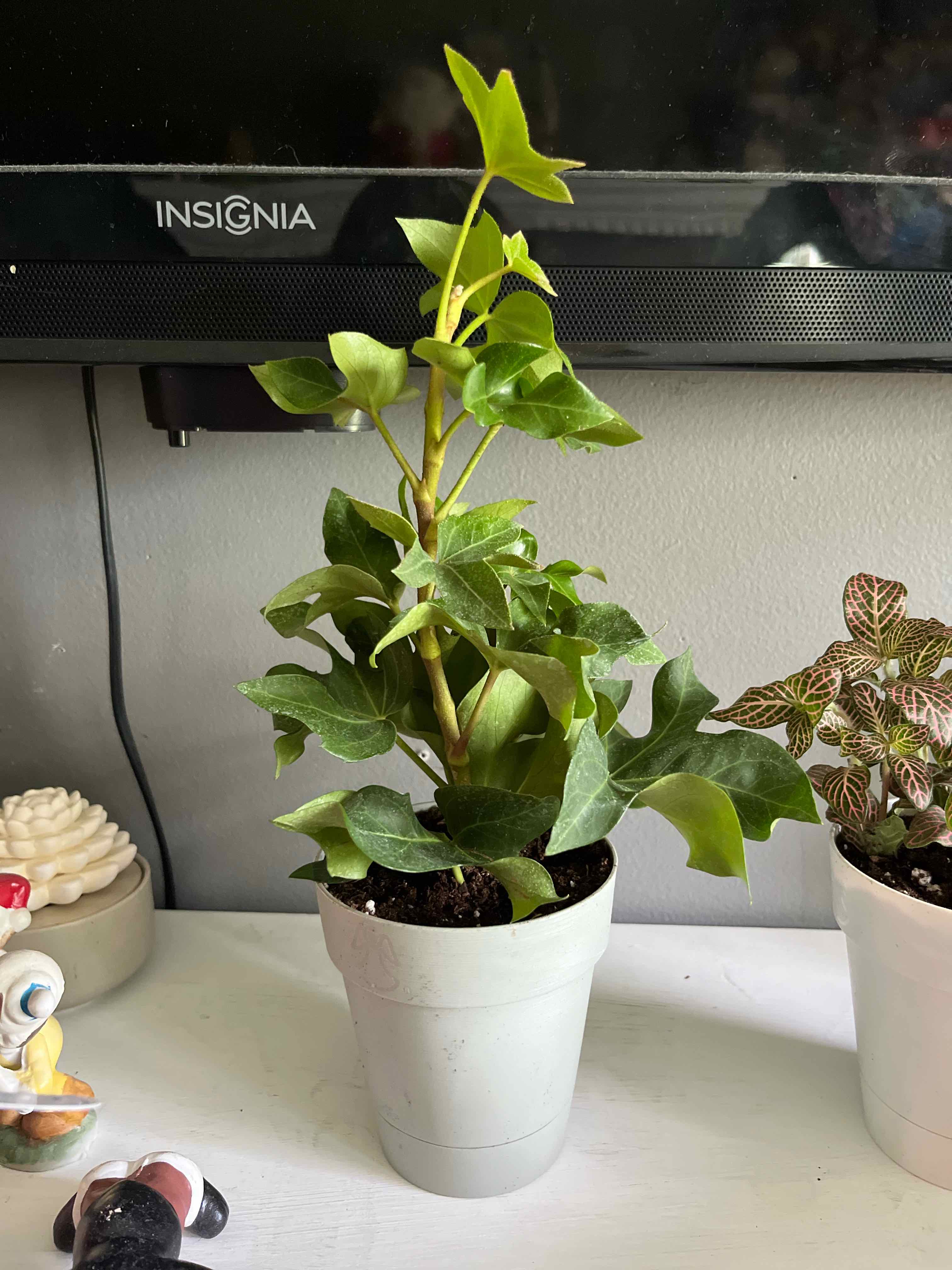 Potted Tree ivy plant with vibrant green leaves, well-framed and healthy.