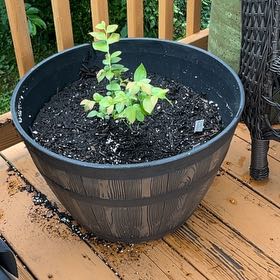 Plant care for Blueberry Tree on Greg, the plant care app