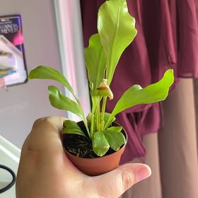 Photo of the plant species Assorted Ferns by @UndoubtedMostii named Azriel on Greg, the plant care app