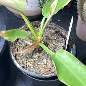 Photo of the plant species Assorted Philodendron by @UndoubtedMostii named Stella on Greg, the plant care app