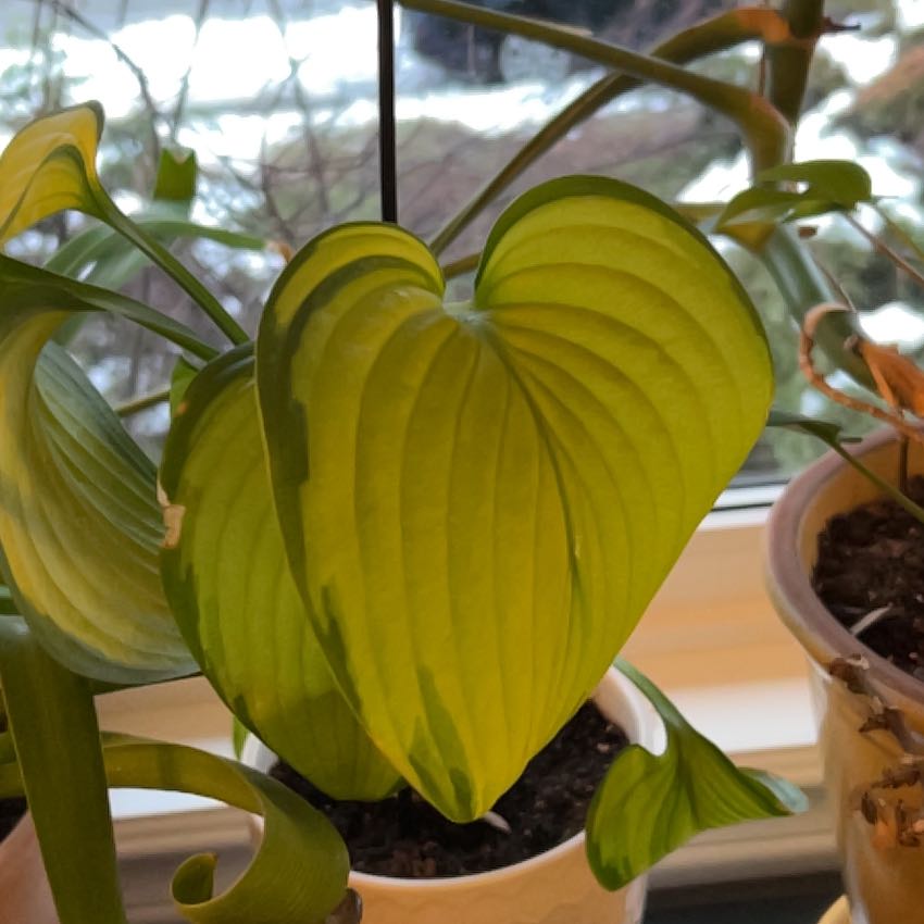 Siebold's Plantain Lily with vibrant green leaves near a window.
