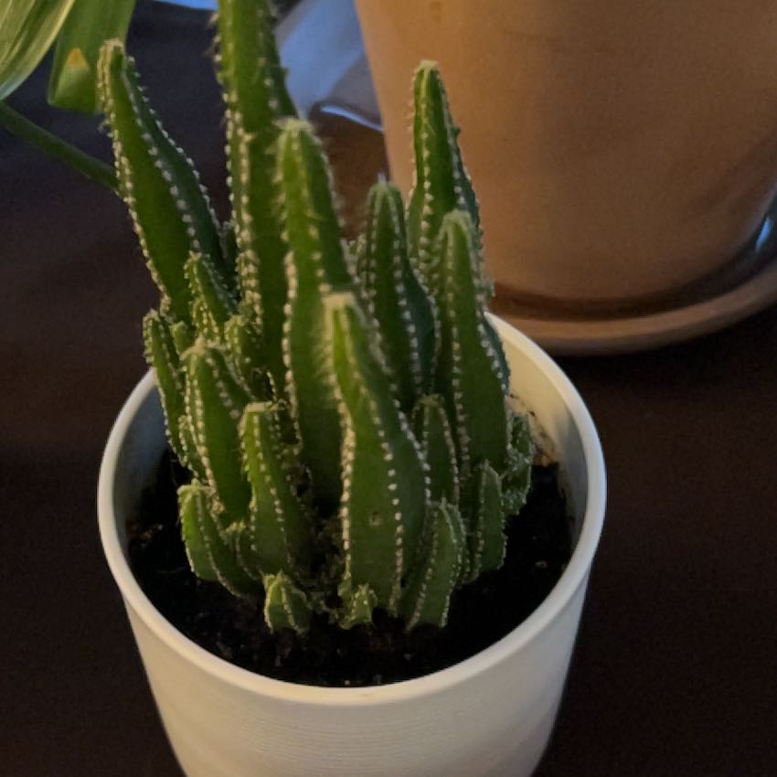 Fairy Castle Cactus in a white pot with visible soil, well-framed and in focus.