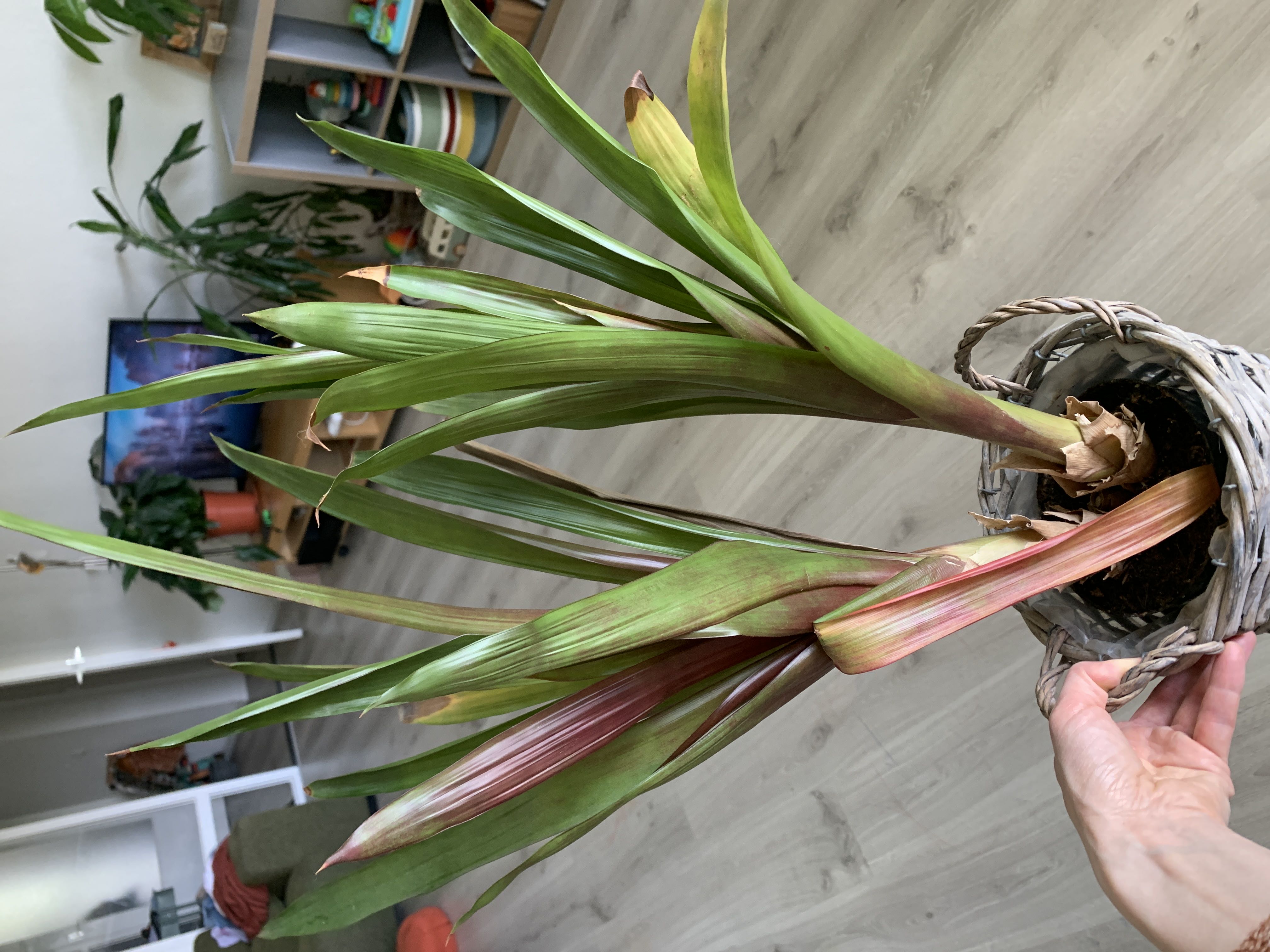 Photo from the post