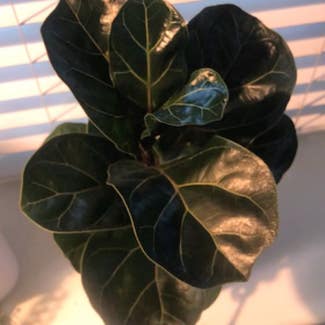 Fiddle Leaf Fig plant in Myrtle Beach, South Carolina