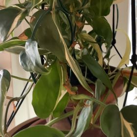 Photo of the plant species Philodendron 'Rio' by @StainlessLime named Doja Cat on Greg, the plant care app