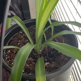 Photo of the plant species Hawaiian Spider Plant by @StainlessLime named Marilyn on Greg, the plant care app