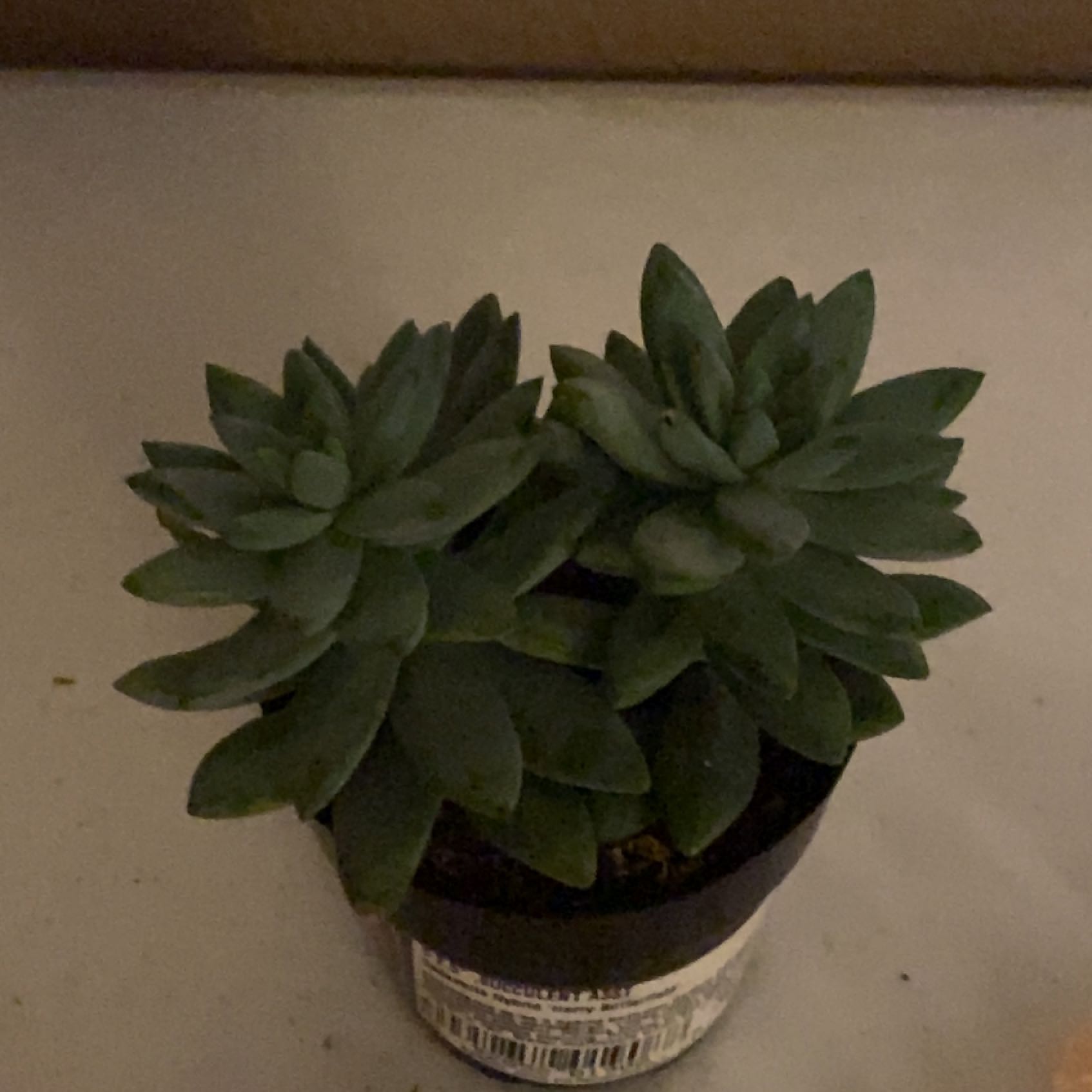 Photo of the plant species sedeveria variegated by @sshannon965 named Ulysses S Plant on Greg, the plant care app