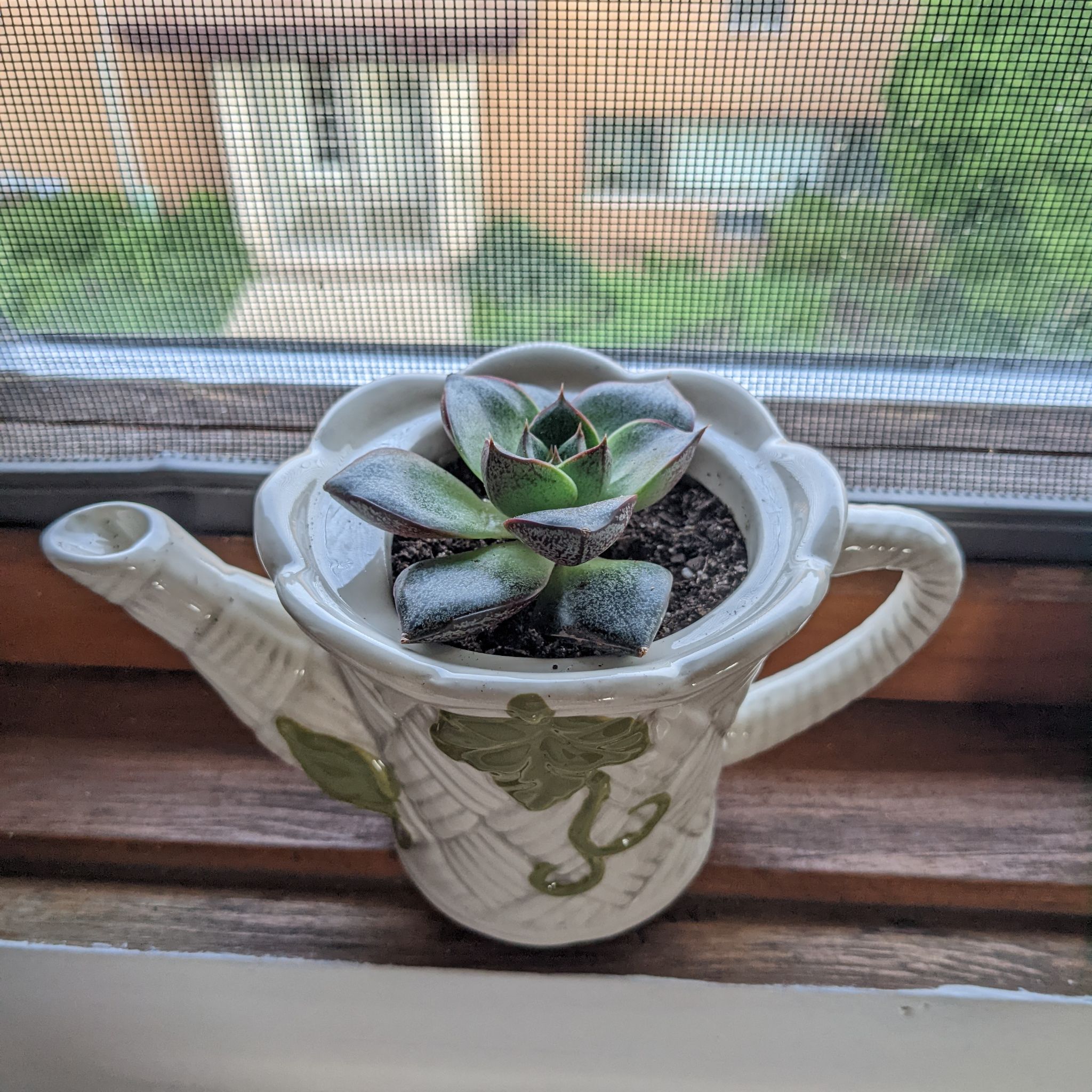 Echeveria 'Dionysos' succulent in a decorative pot on a windowsill.