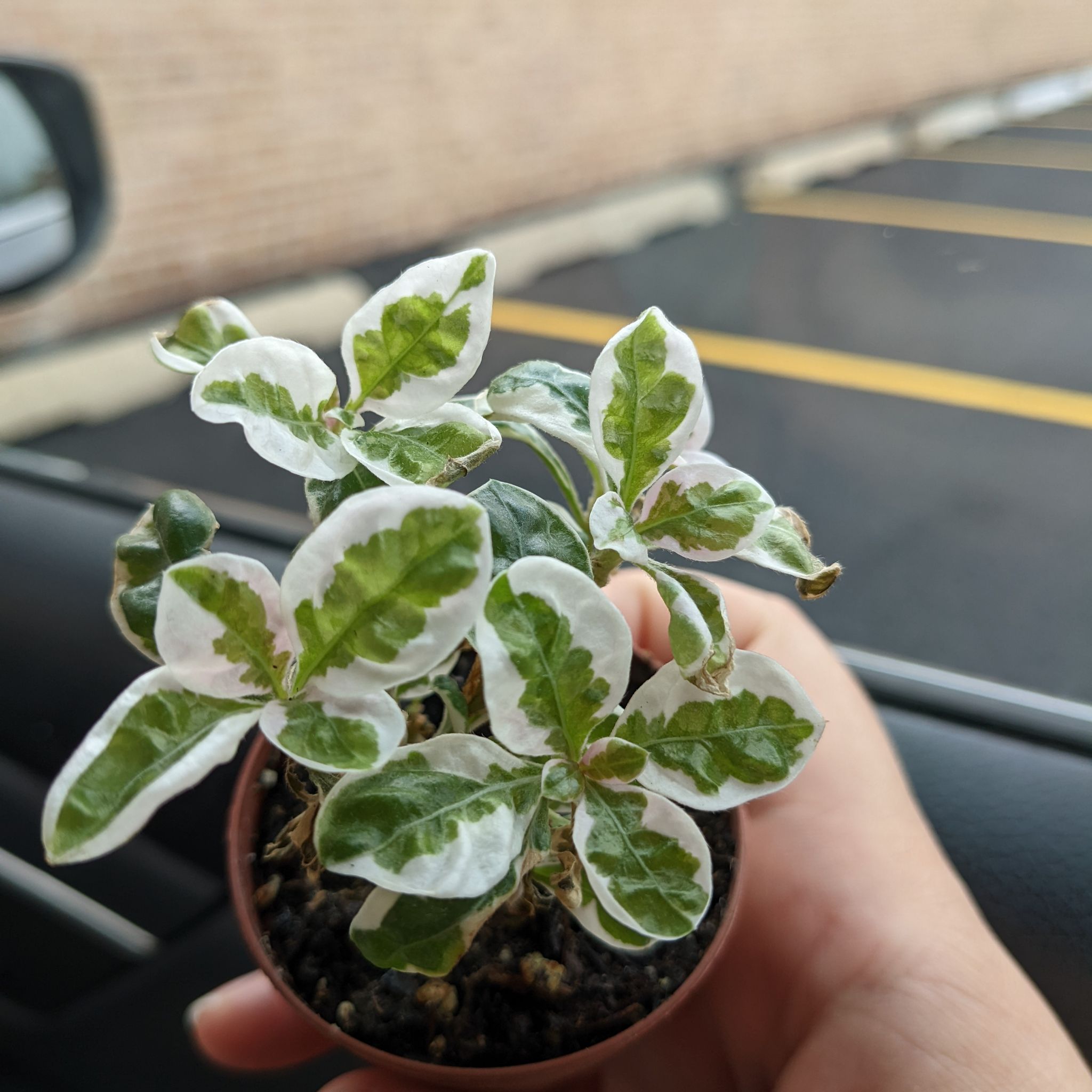 A healthy Hairy Joyweed plant with variegated leaves in a small pot, held by a hand.