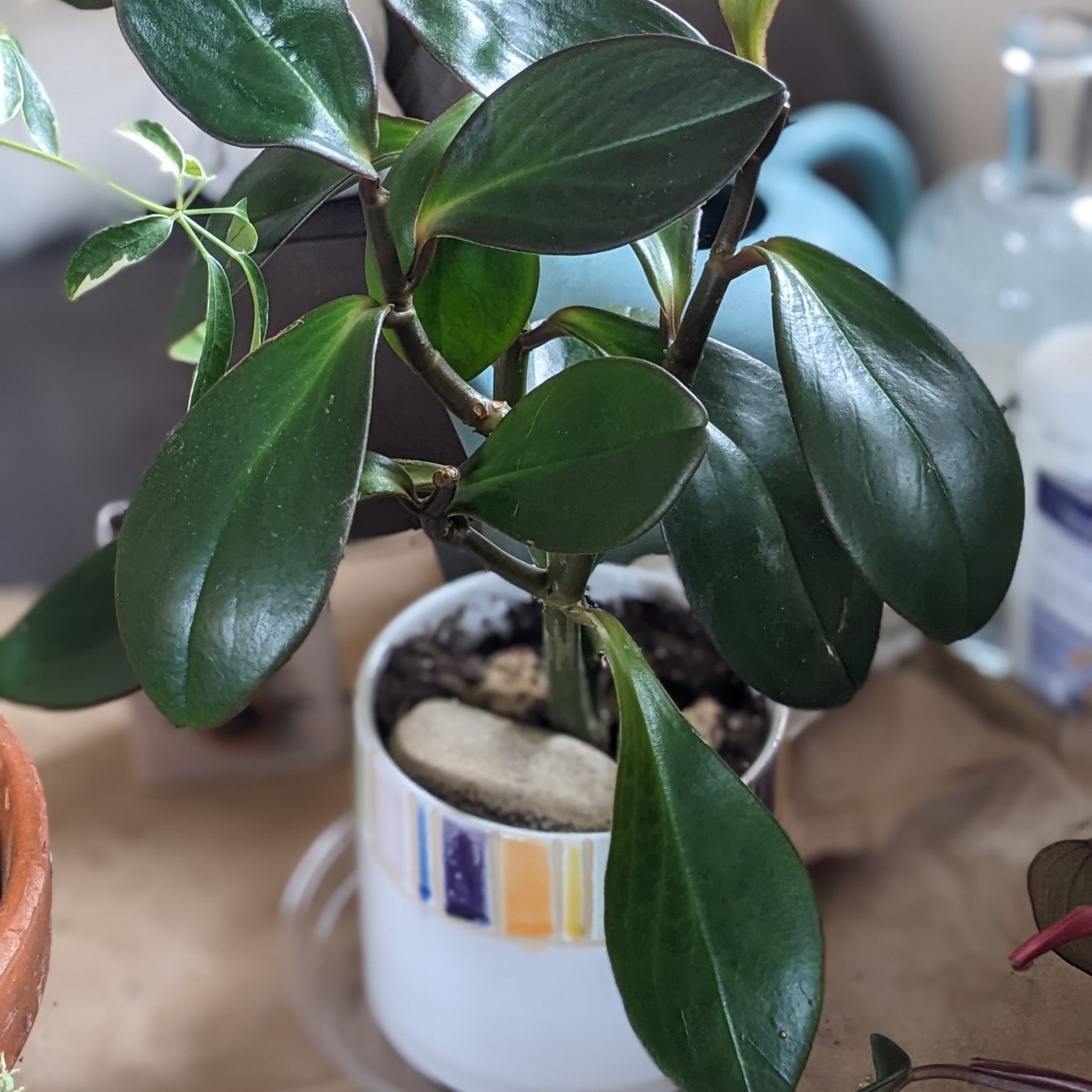 Peperomia Red Edge plant in a small pot with dark green leaves, healthy appearance.