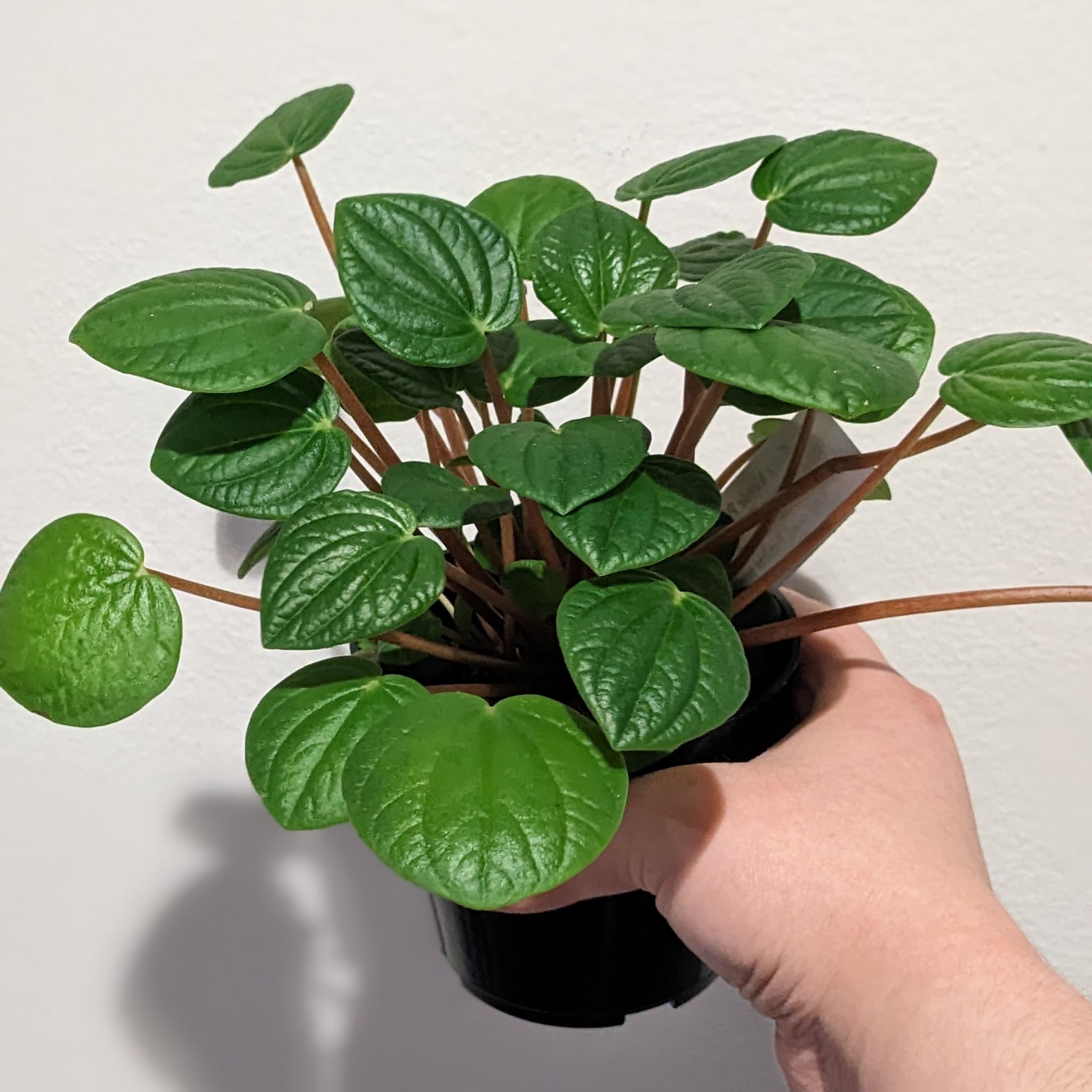 Healthy Rana Verde Peperomia plant with vibrant green leaves held by a hand.