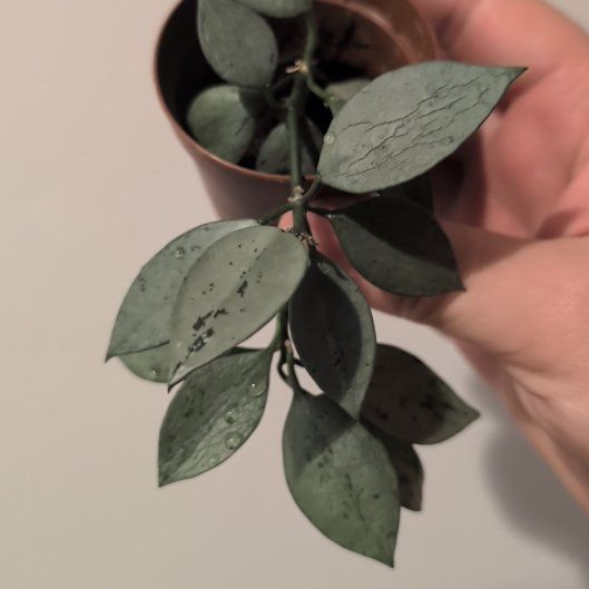 Photo of the plant species Hoya khroniana Silver Splash by @plantgoblinnn named Morgan Treeman on Greg, the plant care app