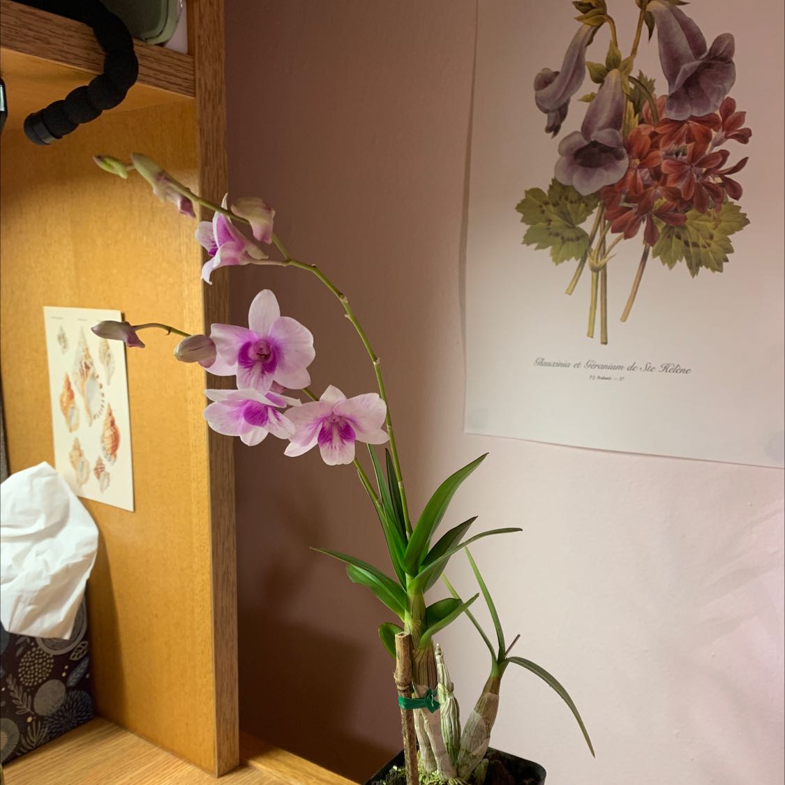 Dendrobium Phalaenopsis orchid with pink flowers, well-framed and healthy.