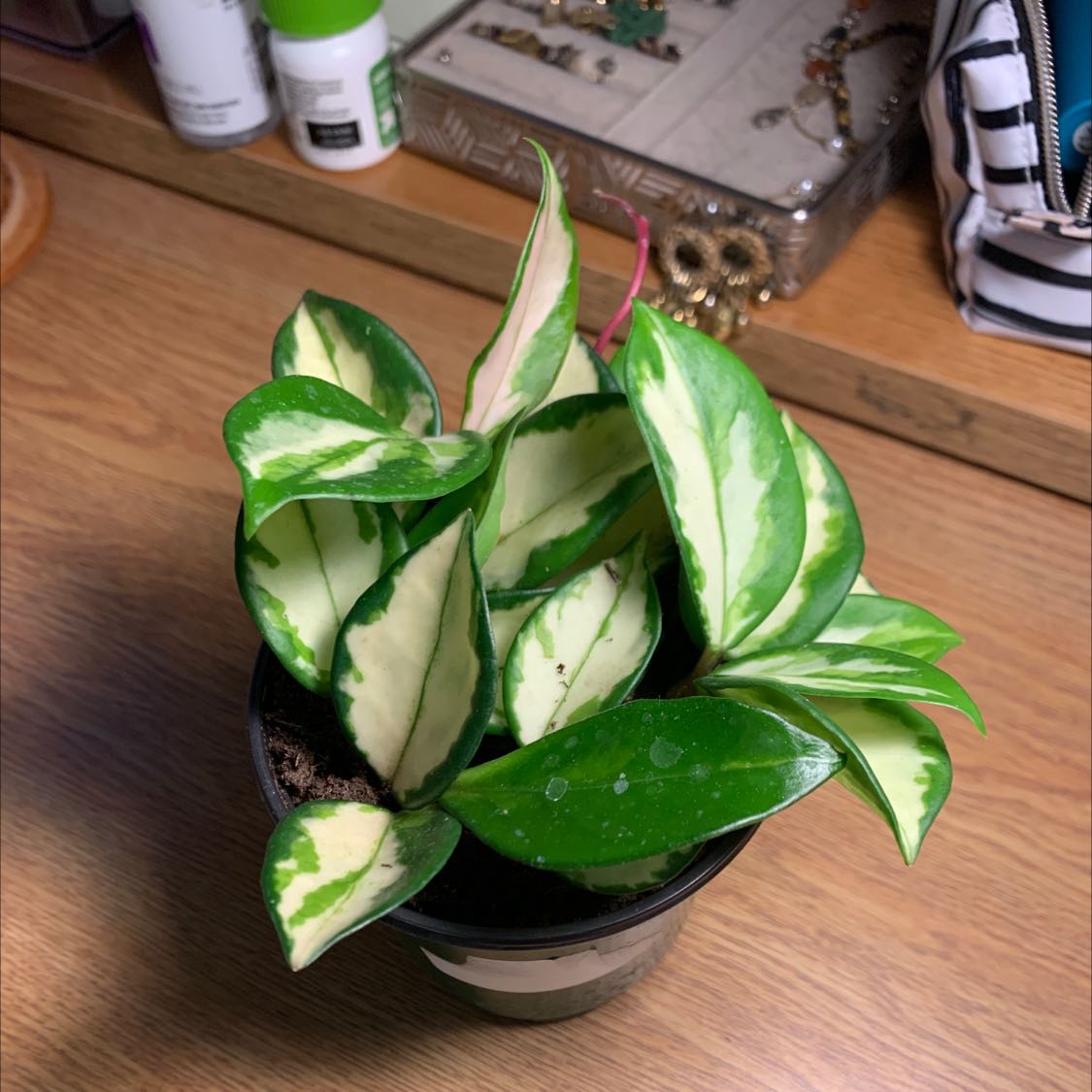 Hoya Carnosa Tricolor plant in a pot with variegated green and cream leaves.