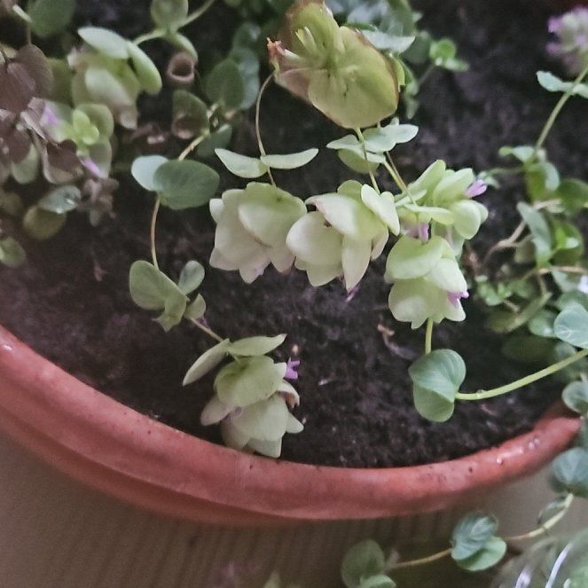 Photo of the plant species Ornamental Oregano by @DivineSalsa named Scarlett on Greg, the plant care app