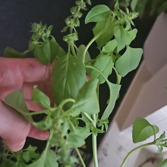 Photo of the plant species Lemon Basil by @DivineSalsa named Spike Leaves on Greg, the plant care app