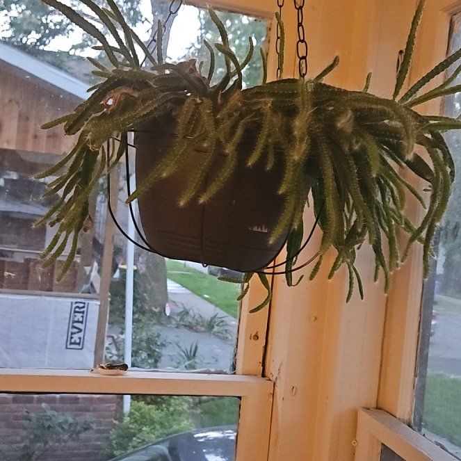 Photo of the plant species Dog Tail by @DivineSalsa named Marley on Greg, the plant care app