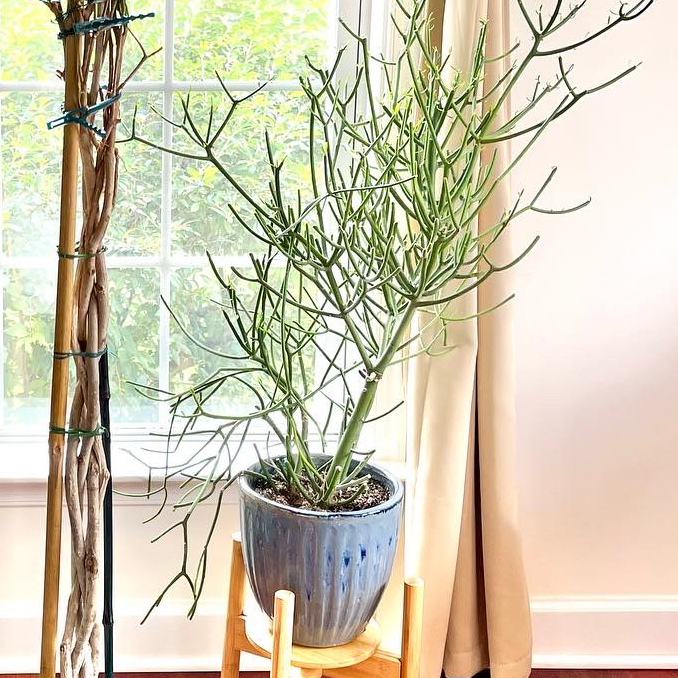 Photo of the plant species Pencil Cactus by @Joedestefano named Devil on Greg, the plant care app