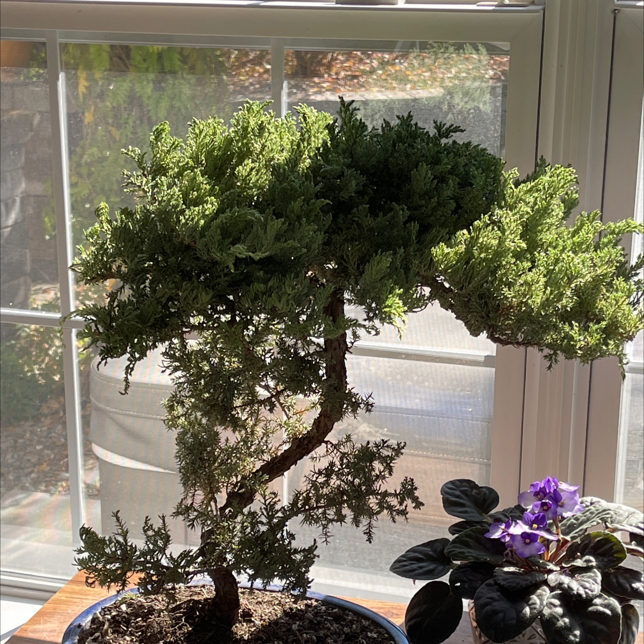 Japanese Garden Juniper indoors near a window with vibrant green foliage.