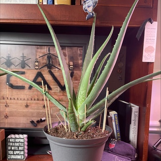 Aloe Vera plant in York, Pennsylvania