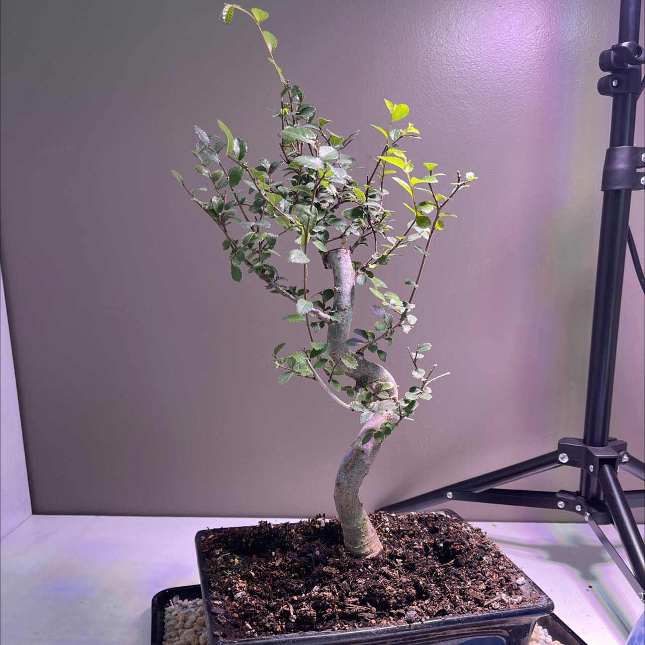 Healthy Chinese elm bonsai tree with twisted trunk and dense green foliage on display table