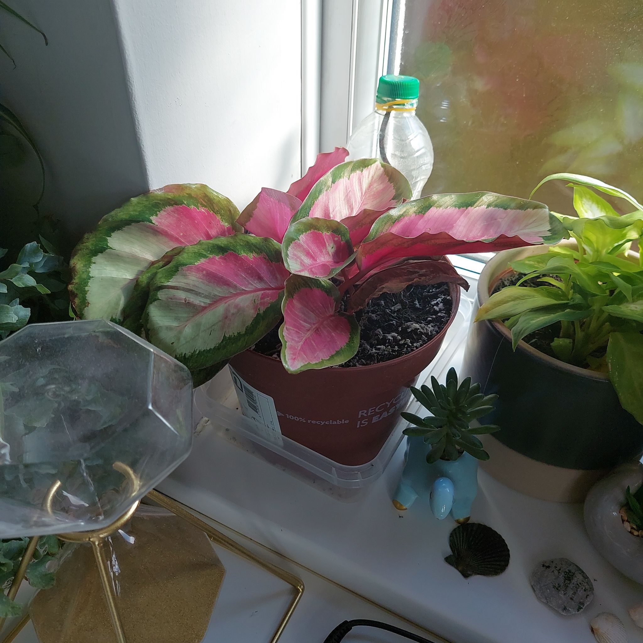 Calathea Rosy plant with vibrant pink and green leaves in a pot on a windowsill.