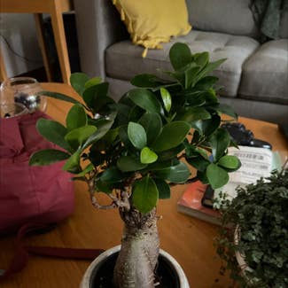 Ficus Ginseng plant in Chicago, Illinois