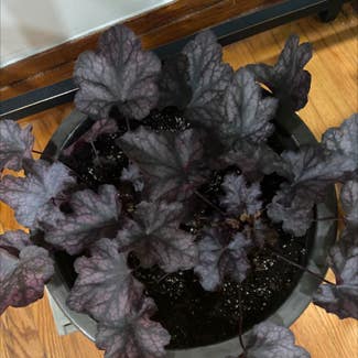 Coral Bells plant in Chicago, Illinois