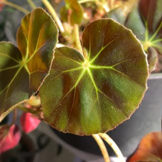 Clubed Begonia plant in Chicago, Illinois