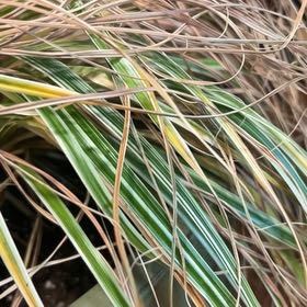 Photo of the plant species Maiden Grass by @UniquelyKale named Leaf Erickson on Greg, the plant care app