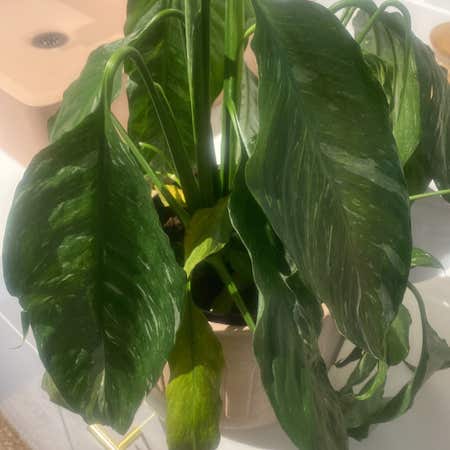 Photo of the plant species Aglaonema 'Green Bowl' by @FabCatthyme named Austen on Greg, the plant care app