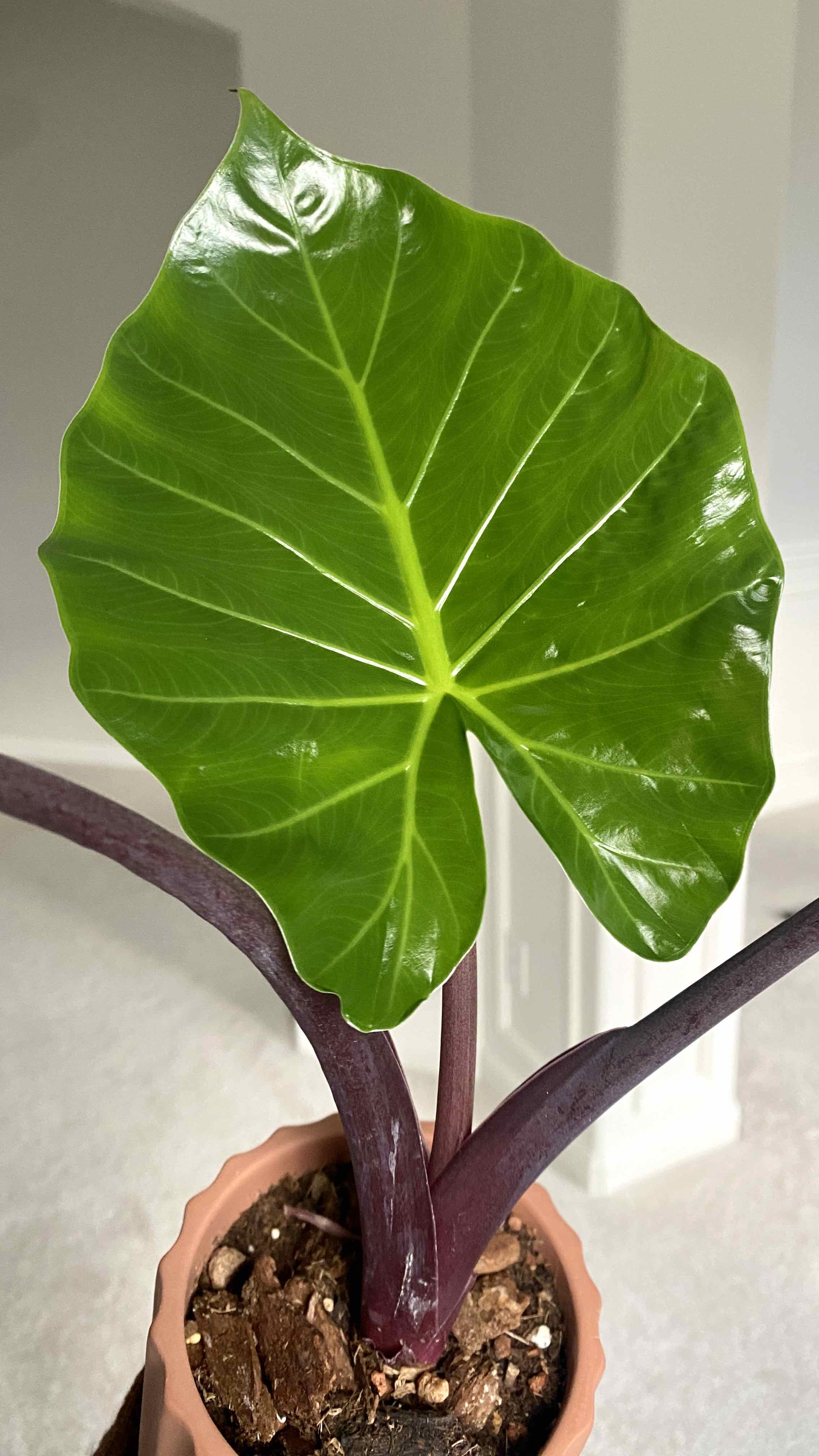 Healthy Alocasia 'Imperial Red' plant with vibrant green leaves and deep red stems in a pot.