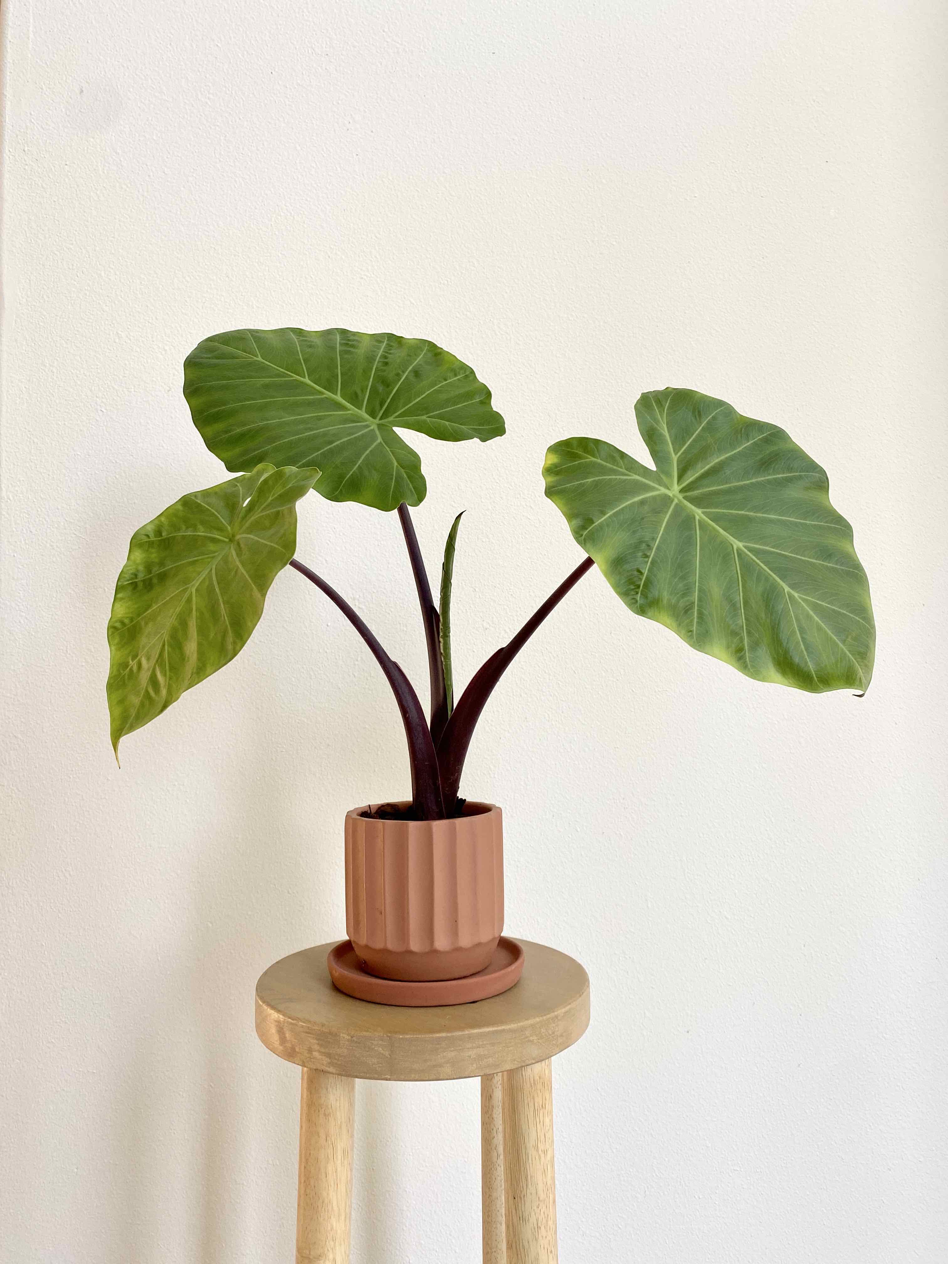 Alocasia 'Imperial Red' uploaded to the Greg plant app by @ivysaur