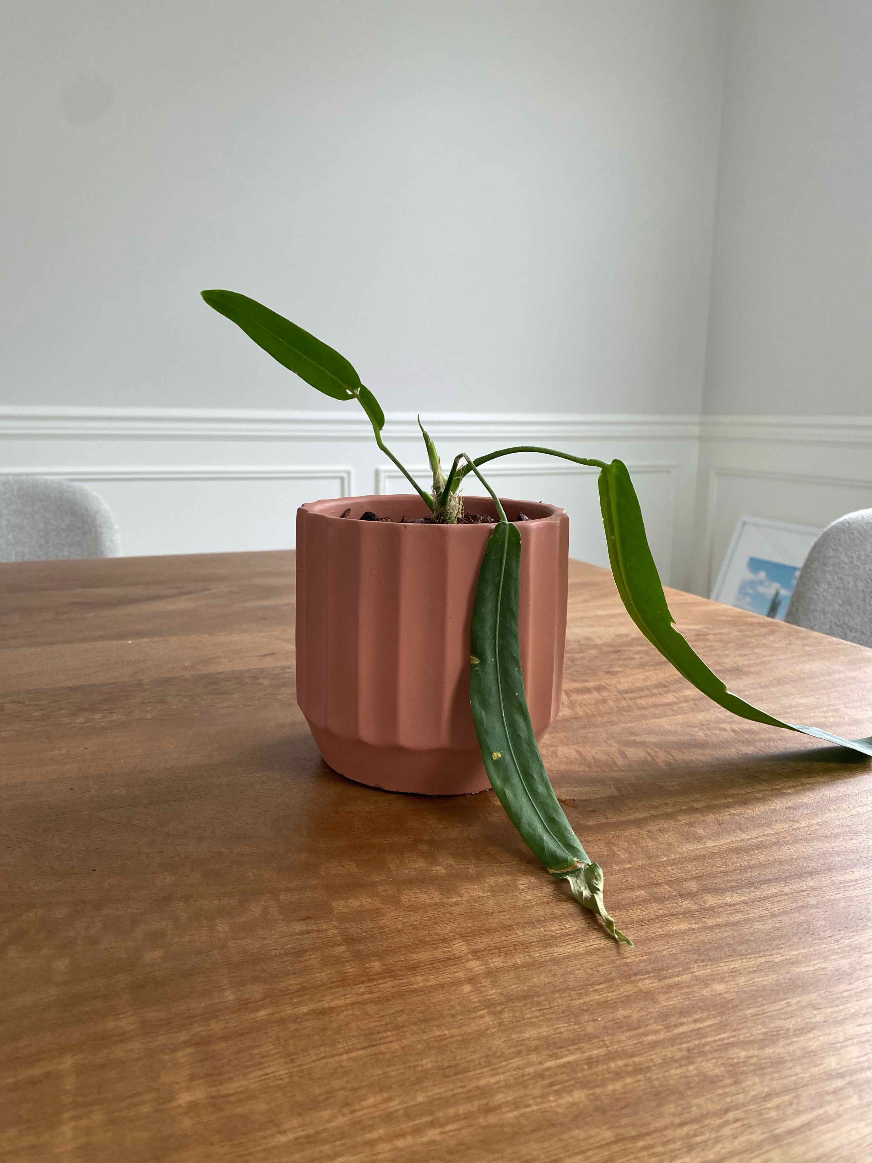 Why Does My Anthurium pallidiflorum Have Yellow Leaves? 💛